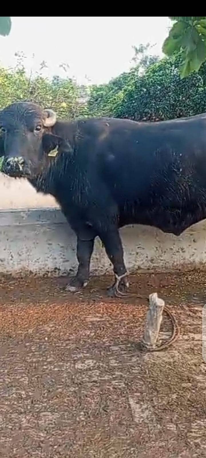 پیور نیلی نسل سُونے والی فرسٹ ٹائمر بھینس اور بھینسا برائے فروخت 0