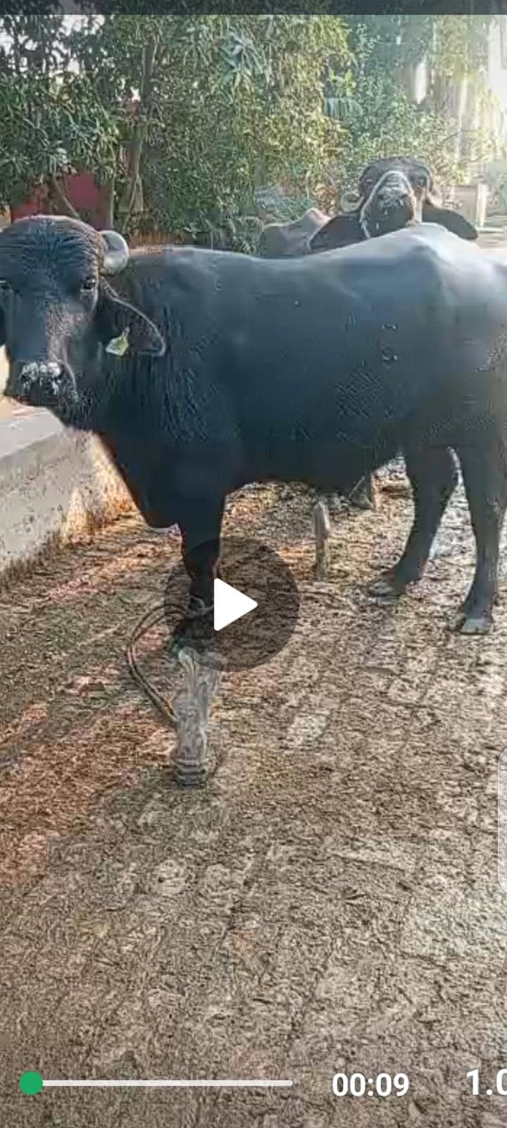 پیور نیلی نسل سُونے والی فرسٹ ٹائمر بھینس اور بھینسا برائے فروخت 1