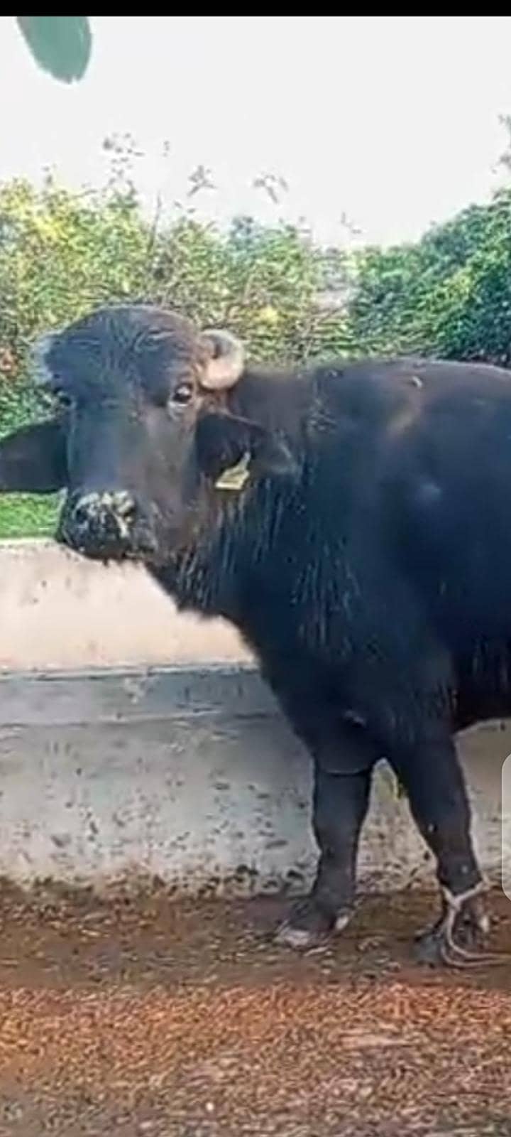 پیور نیلی نسل سُونے والی فرسٹ ٹائمر بھینس اور بھینسا برائے فروخت 2