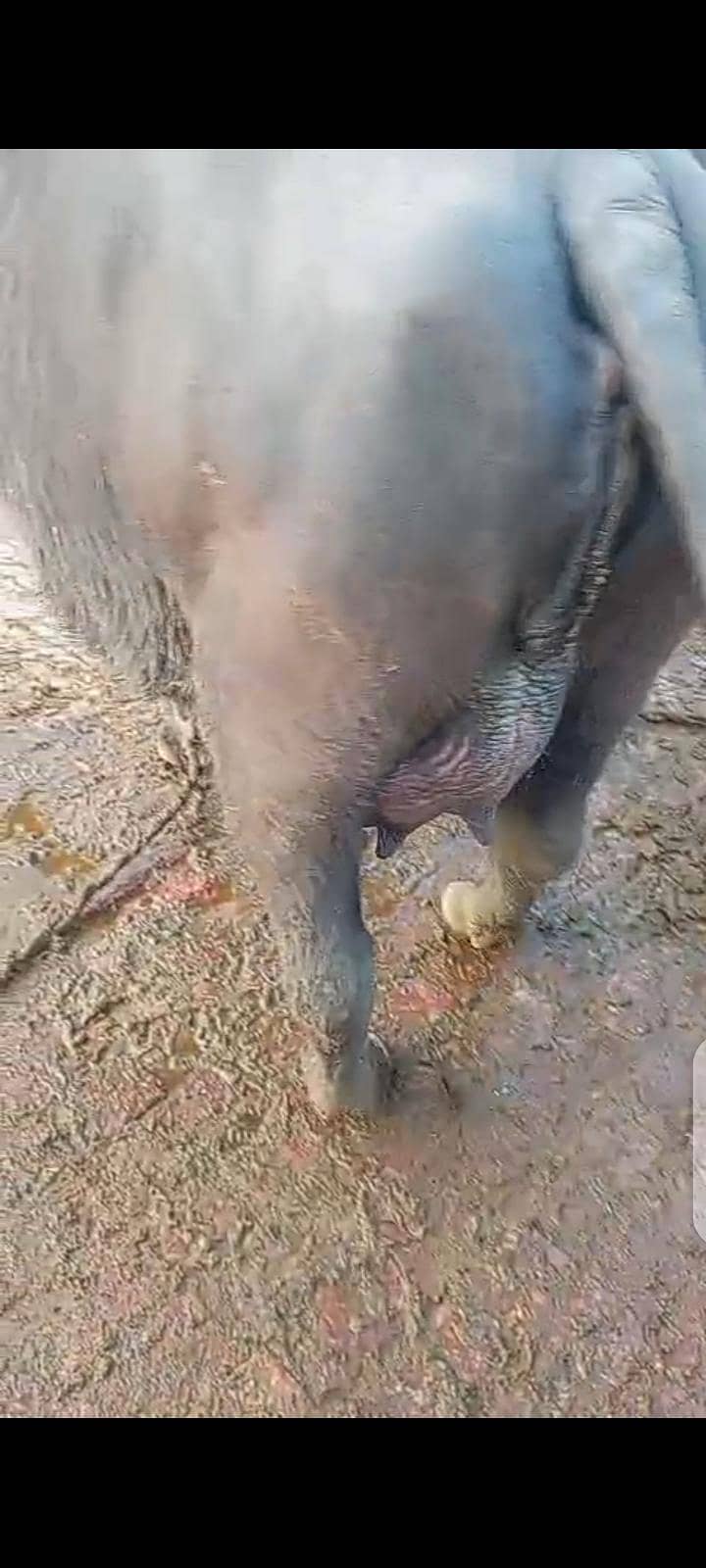 پیور نیلی نسل سُونے والی فرسٹ ٹائمر بھینس اور بھینسا برائے فروخت 5