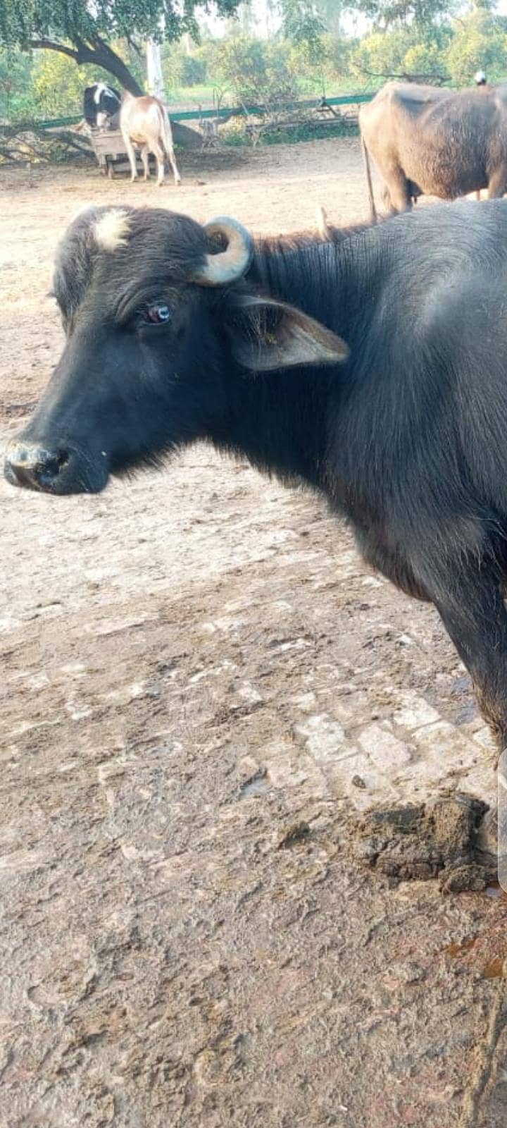 پیور نیلی نسل سُونے والی فرسٹ ٹائمر بھینس اور بھینسا برائے فروخت 6