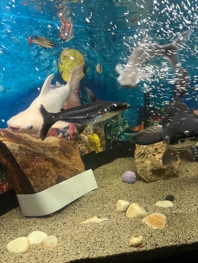 Blue line sharks with aquarium for sale