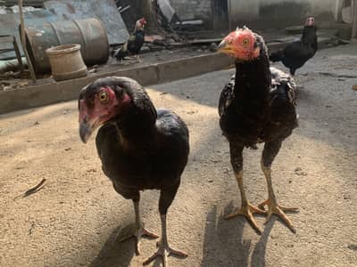 Aseel pathay for sale. . Home breed. .  Mianwali x sindhi