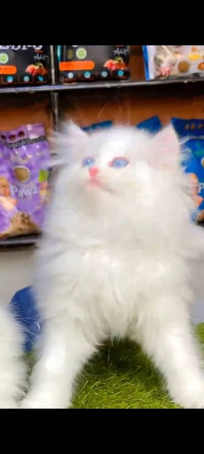 Persian cat kitten for sale my WhatsApp 03126762031