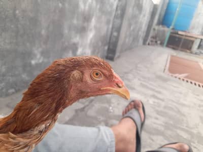 Hen for sale