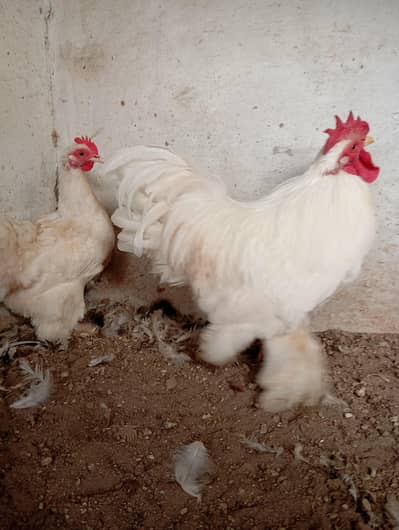 Bantam breeders