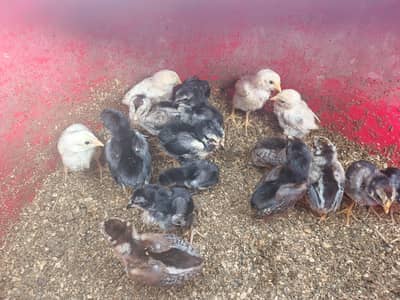 Shamo x Aseel chicks