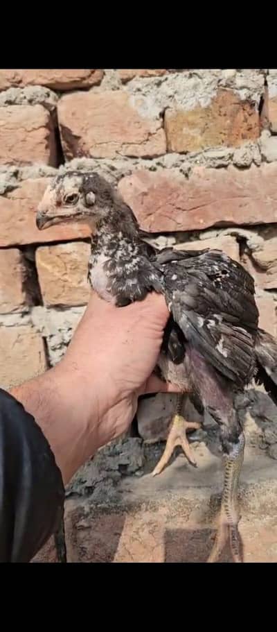 parrot beak chiks or female