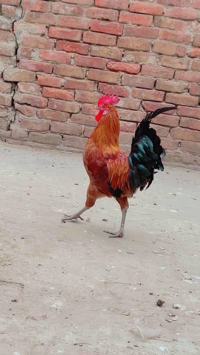 3 murgay full active and young.