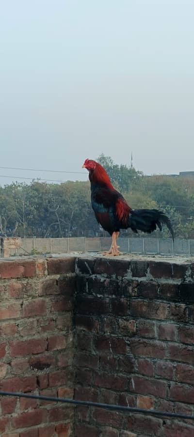 Thai murga murgiya eggs available 03204627322