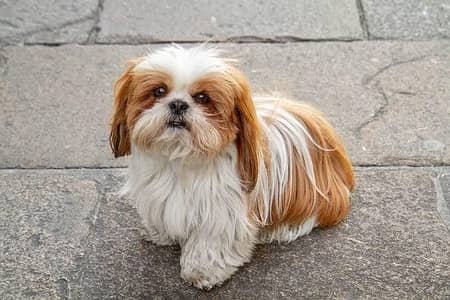 Shihtzu Female Puppy / Shihtzu Male Puppy/ Shihtzu Available in Lahor