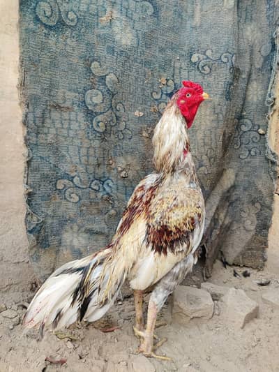 aseel murga for sale