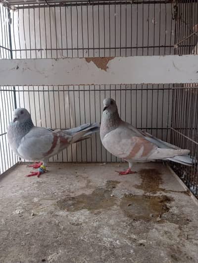 chitta lalband pair for sale