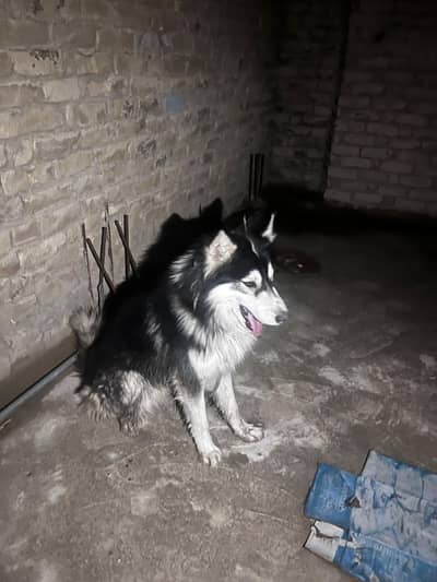 husky dog for sale argent for sale