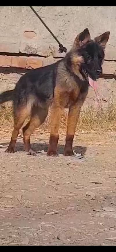 German shepherd female| single coat puppy | GSD | puppy for sale