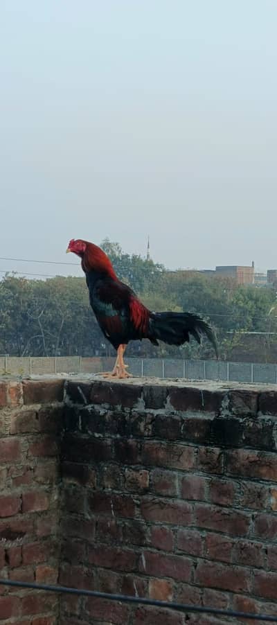 Thai murga murgiya or aseel eggs available