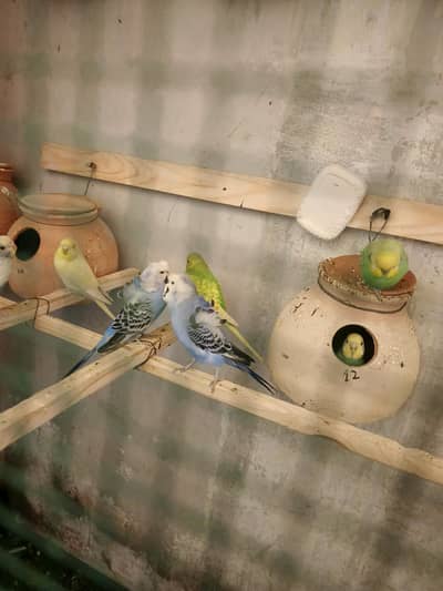 hogoromo budgies