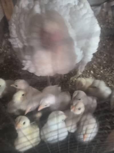 white hera 16 chocks  for sale