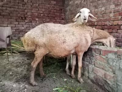 2 dumbe ready for delivery 10/15 days