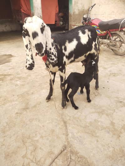 2kg dodh with male bakri for sale