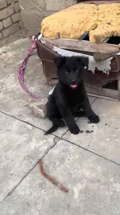 German shepherd puppies  my WhatsApp number 03245285207