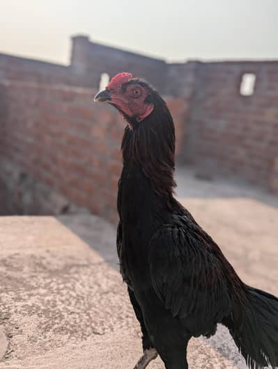 baa vasa hee sal Karna ha