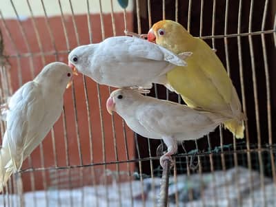 CREAMINO ALBINO RED EYE SPLIT RED EYE