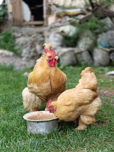 Golden Buff Available Hen