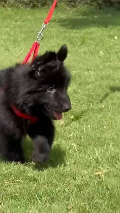 German shepherd puppies  my WhatsApp number 03245285207