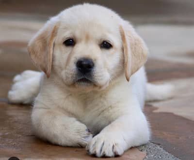 British Labra | Puppies | labrador | Dog | Labra Puppy | Labra