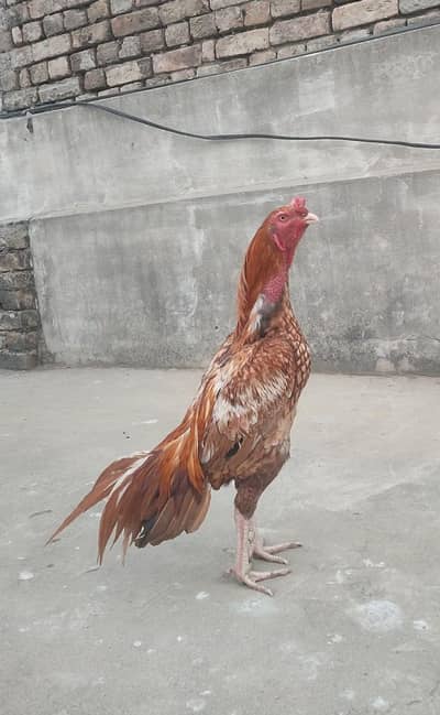 Aseel Peela Zehreela