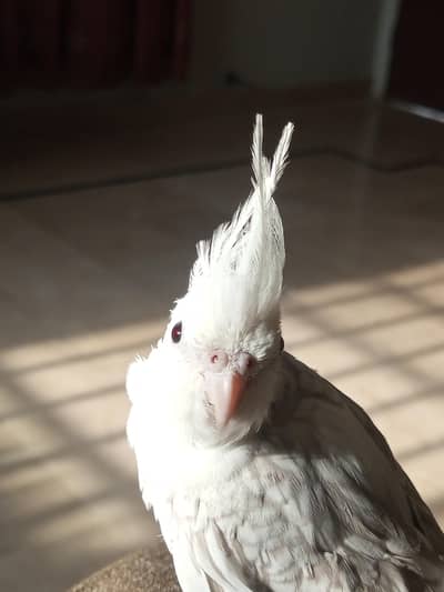 fly tame tame cockatiels for sell  eno pearl half red eye