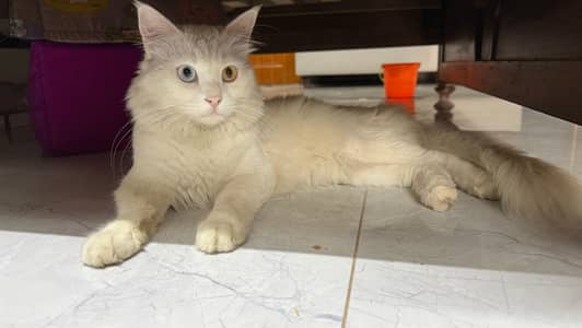 white persian male