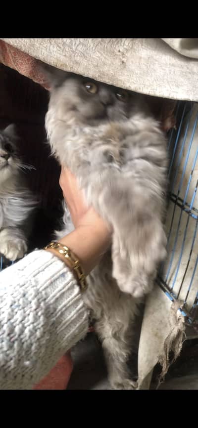 gry clour kitten active 6k