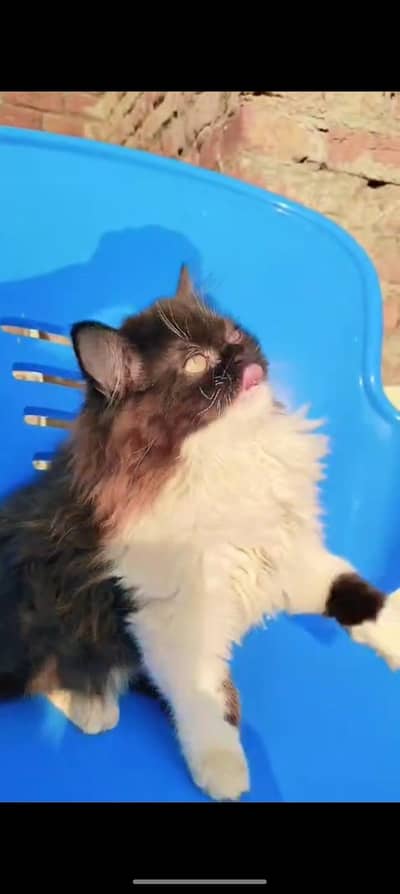 punch face | Peki kitten | cat kitten