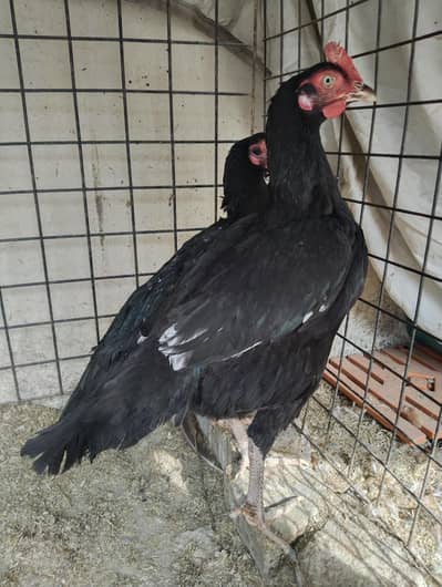 2 lasani Bengum females available