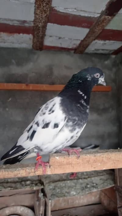 all breeder pairs lyings eggs what's  app par message kry0327-7210100