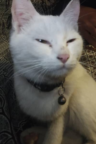 WHITE HAIRCUTTED CAR