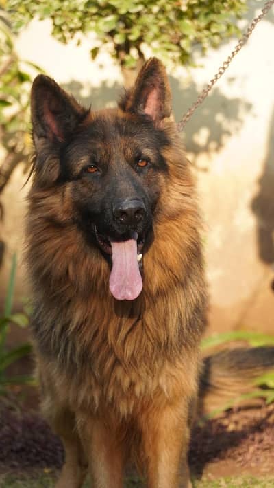 Pure Long Coat German Shepherd Black Mask