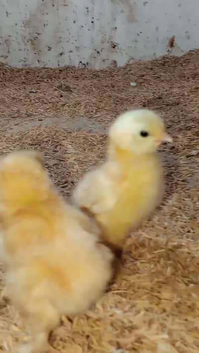 golden/white/black/blue/splash buff chicks available