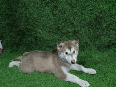 Siberian Husky Puppies for Sale – 4 Months Old, Healthy & Active