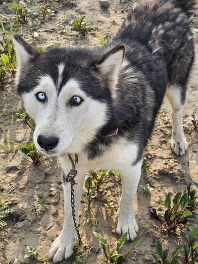 Husky for urgent sale
