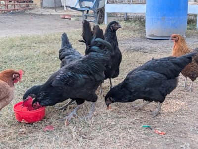 Luman Brown chickens