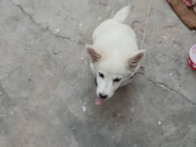 Russian Spitz White Color For Sell