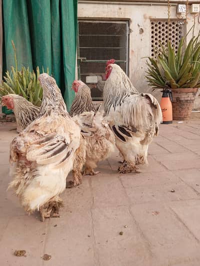 Brahma breeders