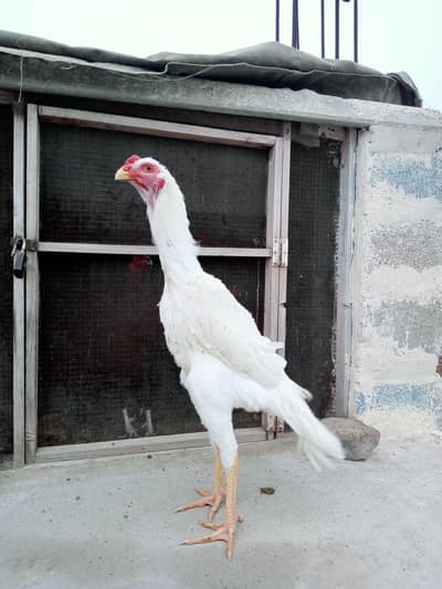 shamo aseel for sale arjent