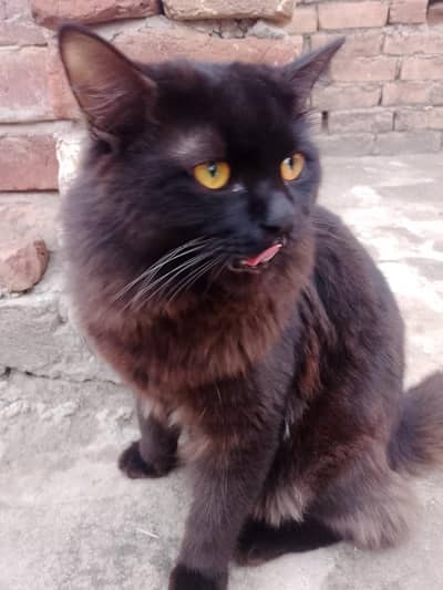 Persian cat male