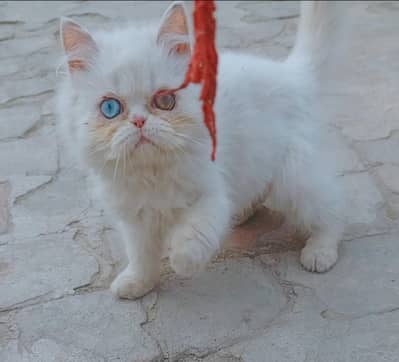 near to peki odd eyes kitten
