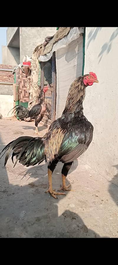 Thai burmi pakoya aseel patha