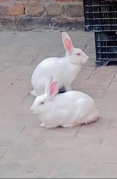 red eye rabbits